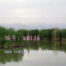 ʦ