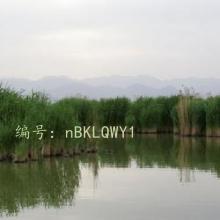 ʵ